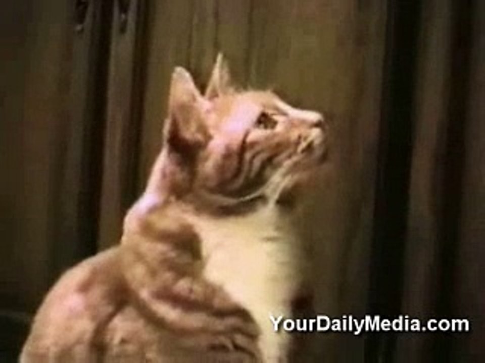 Cat Talks