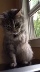 Cat tries to use missing leg while playing