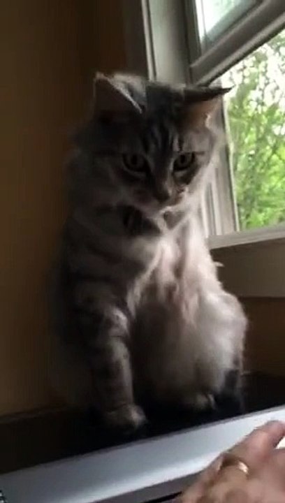 Ce pauvre chat essaie d'utiliser sa patte coupé pour jouer : trop mignon