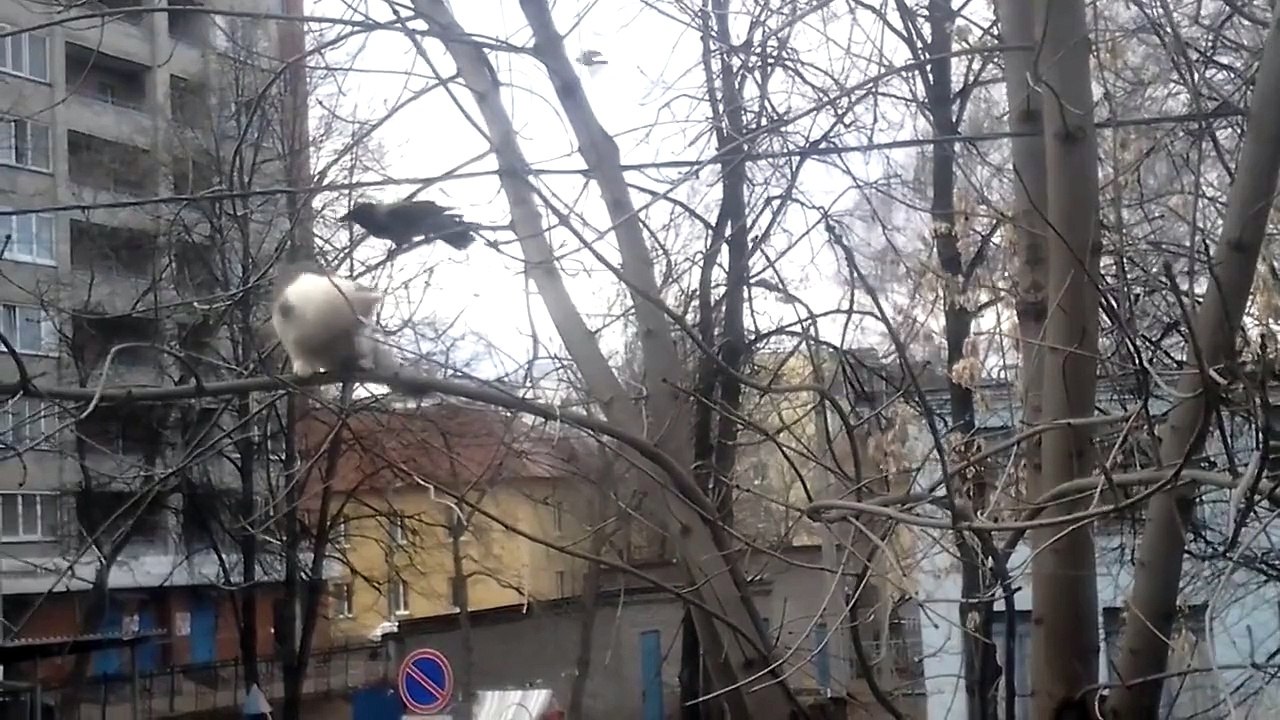 Un corbeau rend fou un chat sur une branche...