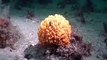 Marine Videos - Sponge (Northern Ireland Environment Agency - NIEA)