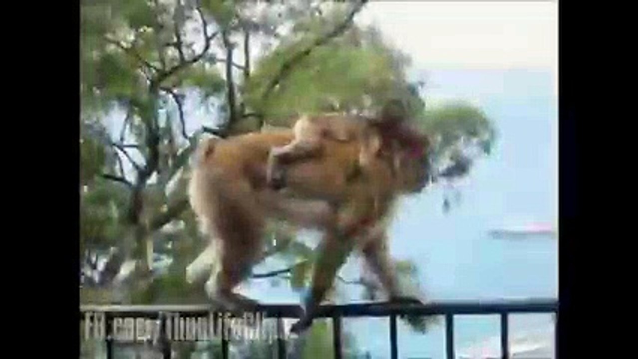 Dondurma çalan maymun
