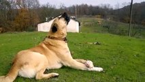 Muhteşem Kangallar....Kangal Dog breeds of the Master....