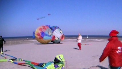 Difficile d'être cerf-voliste à Berck quand on vient d'Italie.