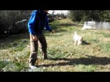 Australian Cattledog/Feist PUPPY Chases Stuffed Bear in Slow Motion-Focus and Determination!!