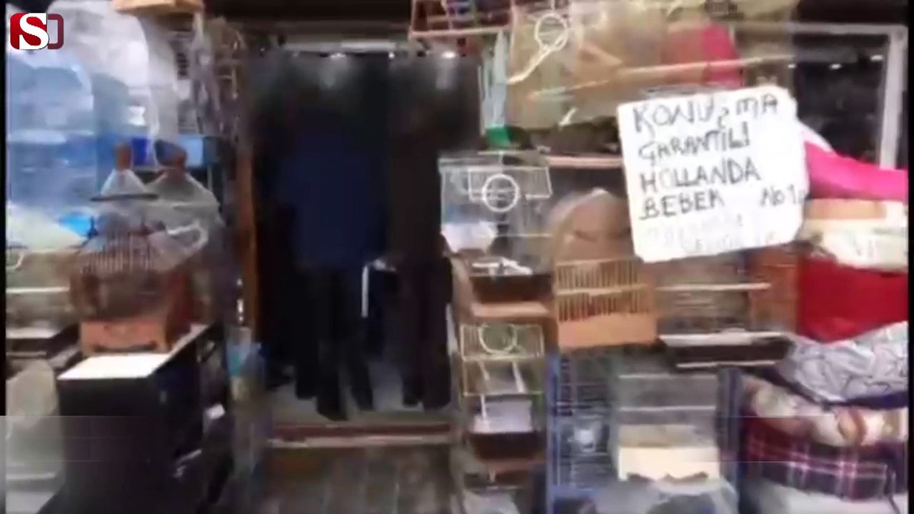 İstanbul'da papağan operasyonu