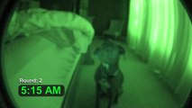 Pitbull Alarm Clock with Snooze Feature (cute dog)
