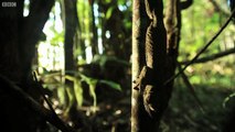 Leaf Geckos: Awesome Stealth Hunting - Madagascar w/ David Attenborough - BBC