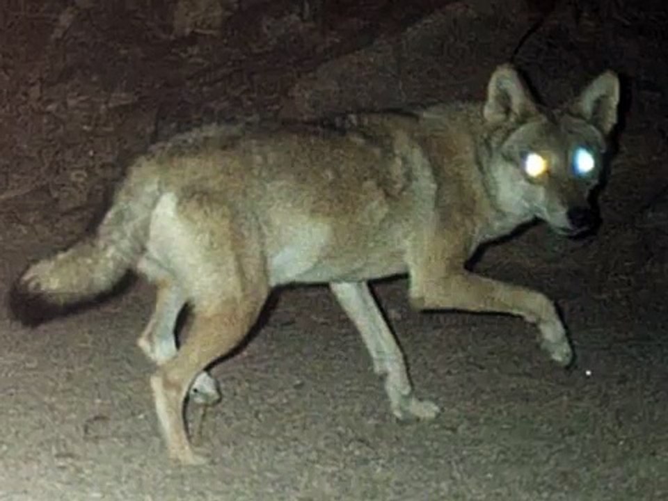 انواع الذئاب