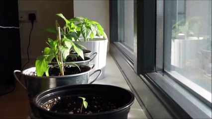 Timelapse Nature Hitek