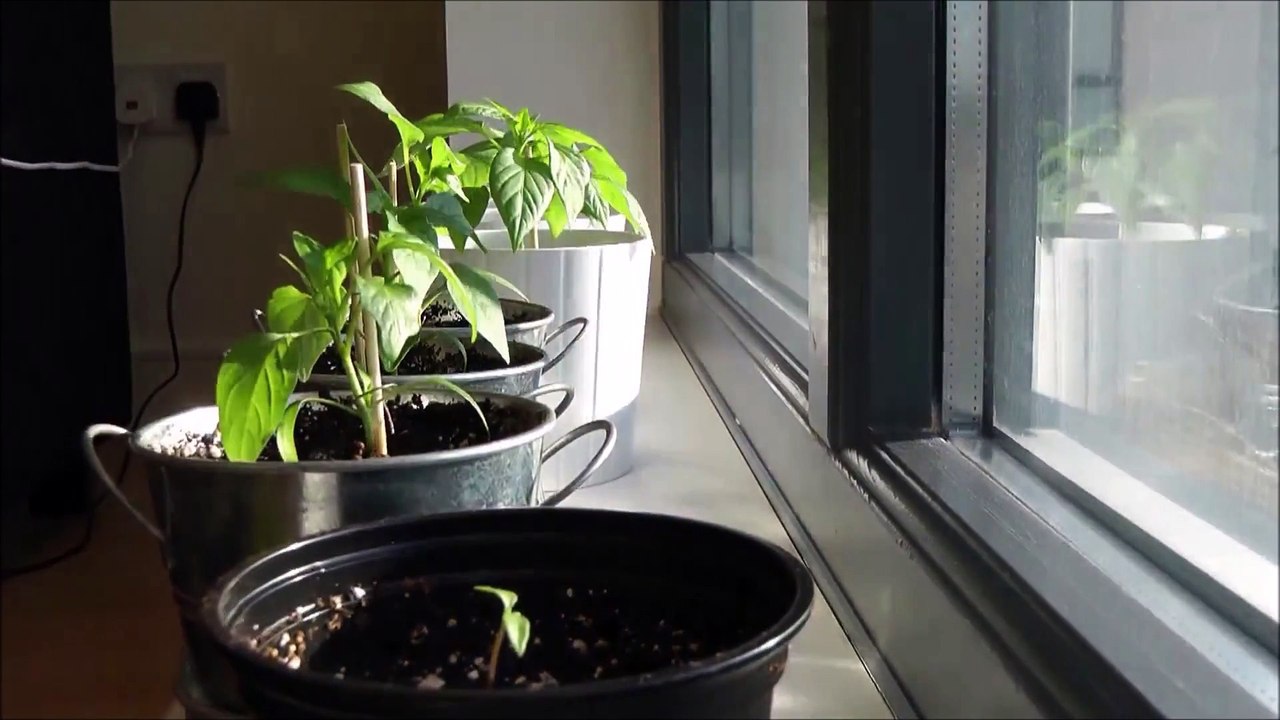 Timelapse Nature Hitek