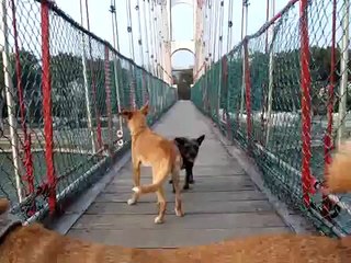 Asian man tortures his dog for fun!