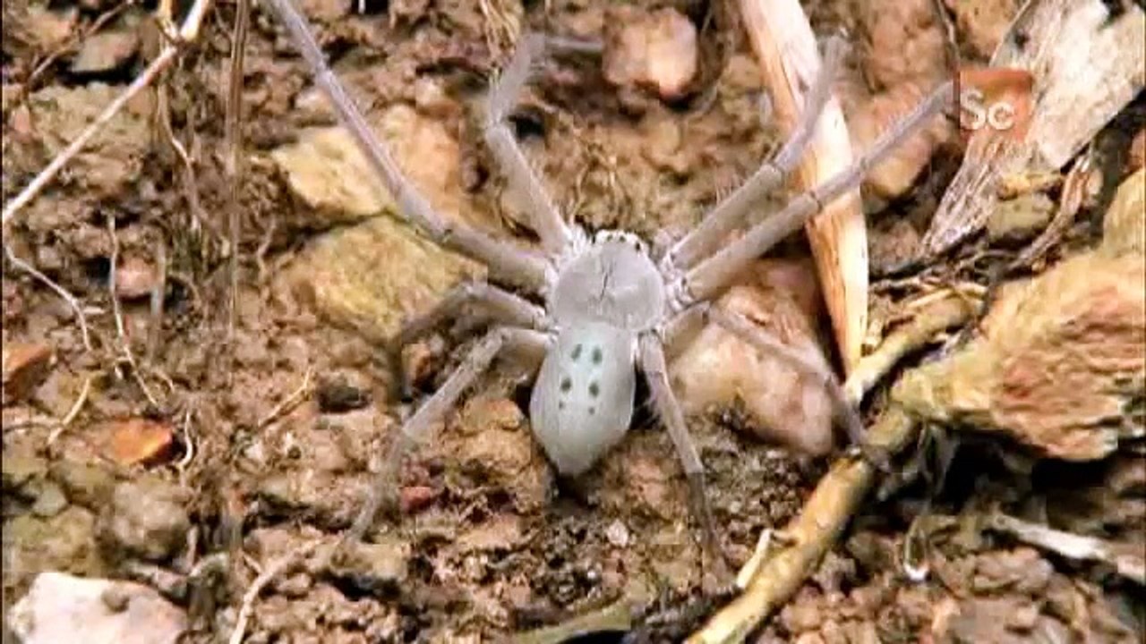 Jumping Jack Ants vs. Huntsman Spider Monster Bug Wars video