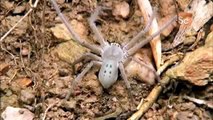 Jumping Jack Ants vs. Huntsman Spider | Monster Bug Wars