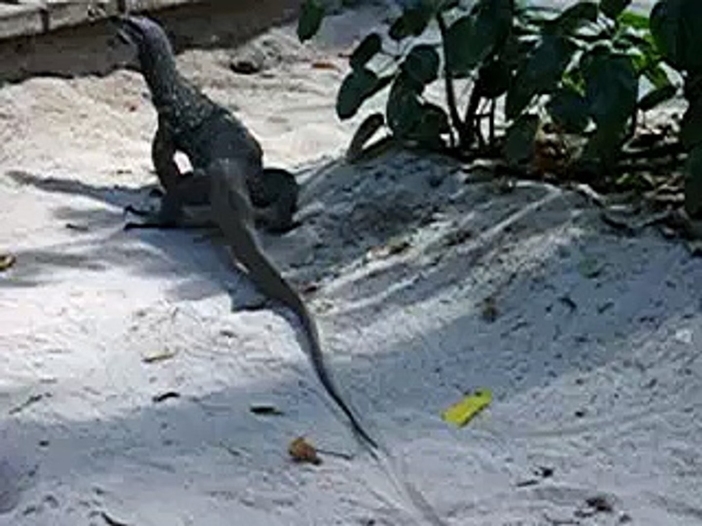 ⁣Monitor Lizard at Palawan