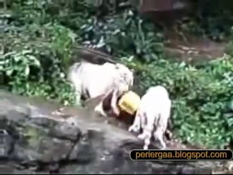 Επίθεση λευκής τίγρης σε άνθρωπο