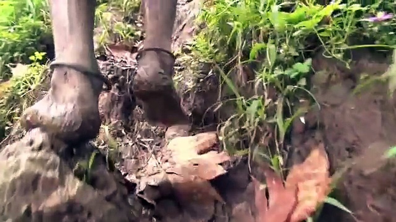 Vanuatu Tribes need our help.m4v