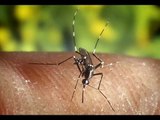 3 remedios caseros para ahuyentar plagas de cucarachas, mosquitos y hormigas