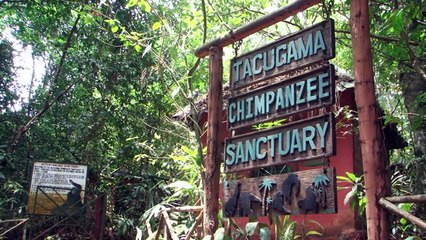 Sierra Leone: réouverture de la réserve des chimpanzés