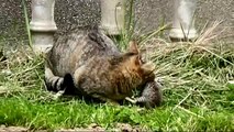 Mother cat finds her kittens dead (and rescues the last one)