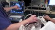 Canine Liver FNA Ultrasound