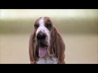 Beat Box Dog