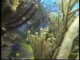 Scuba Diving Cozumel México Reef