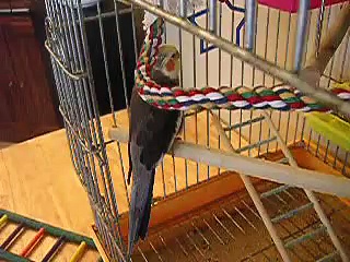 Cockatiel singing