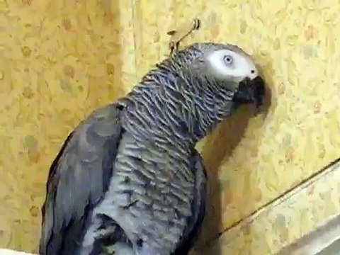 Разговор Птицы