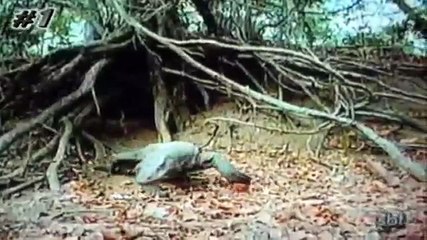 Dragão de Komodo, O Lagarto Gigante da Indonésia