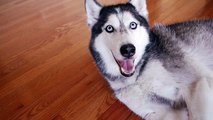 Mishka the Talking Husky is also a comedian! - SUBTITLED