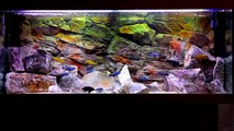 Relaxing African Cichlid Aquarium  [HD]