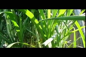 Bana grass cultivation to feed livestock in agriculture (ukulima iBana grass)