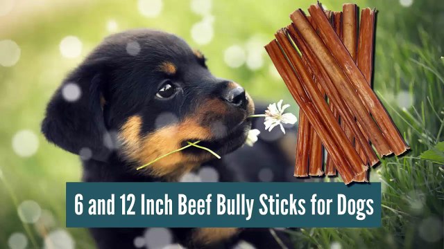 Beef Bully Sticks for Dogs 6 and 12 Inch - 100% Natural Divine K9 Dog Treats Reviews