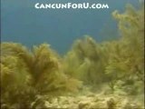 Scuba Diving in Cancun