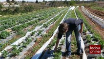 D'ardèche et de saison : des produits locaux à la cantine et au resto