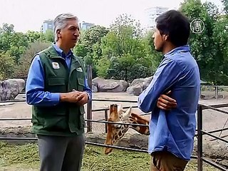 Жирафёнок впервые вышел к людям в зоопарке Мехико