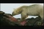 300 Pound Grizzly bear vs 1,200 Pound Polar bears. Watch to see who wins.