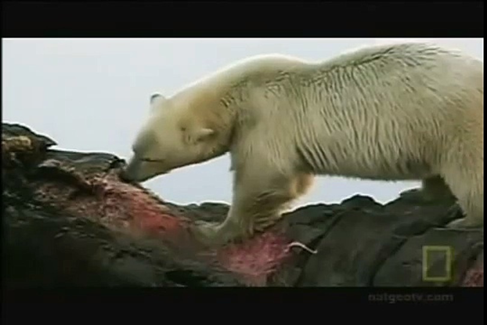 300 Pound Grizzly Bear Vs 1 200 Pound Polar Bears Watch To See Who Wins Video Dailymotion