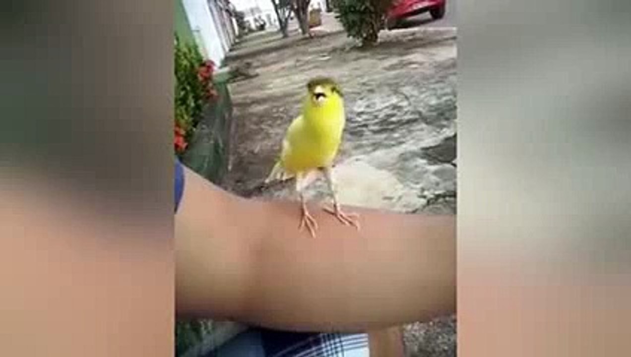 pájaro y sonidos de armas