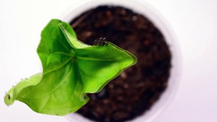 Baobab: The Tree of Life (Adansonia Digitata Time-lapse)