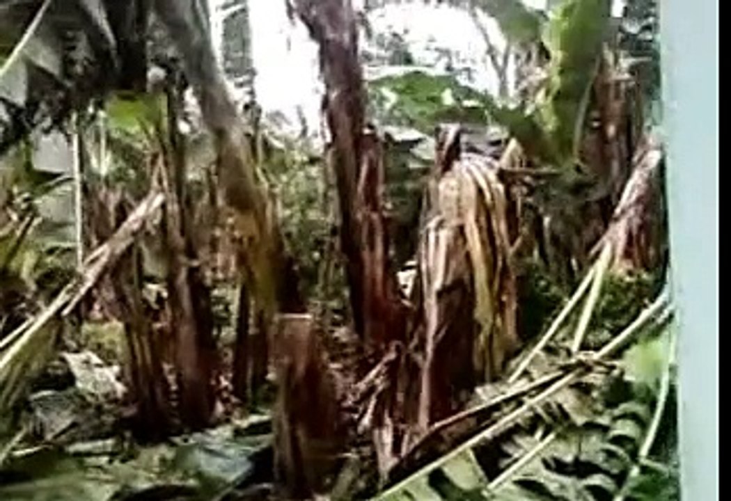 Cơn bão kinh hoàng.
