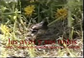 LAS AVES Y SUS NIDOS
