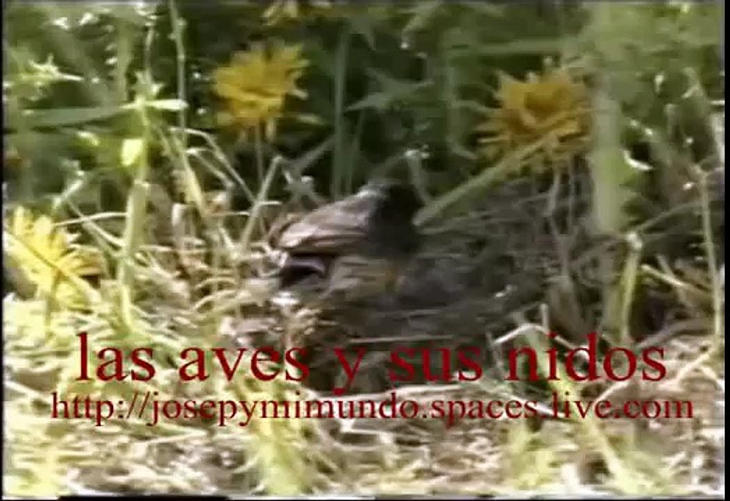 LAS AVES Y SUS NIDOS