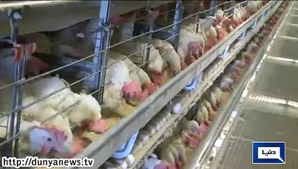 Dunya News - Bird flu spread rapidly in USA