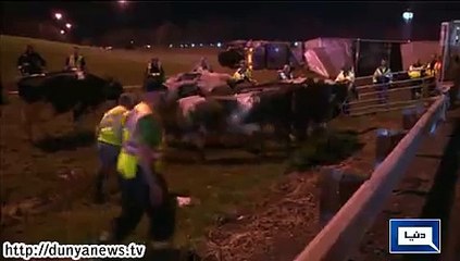 Dunya News - Cows cause troubles in US road