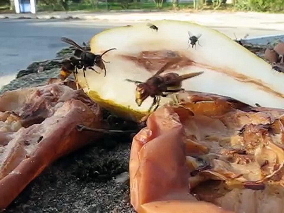 Le frelon asiatique en plein repas