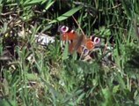 Papillons du Finistère