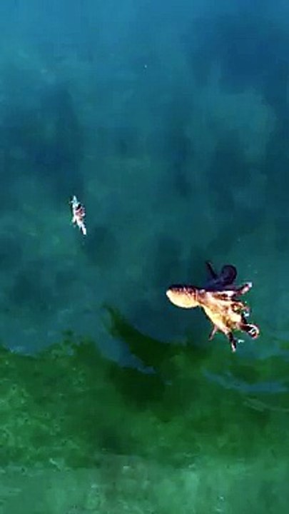 Un poulpe chasse un crabe