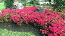 PAU - 19 AVRIL 2015 - MAGNIFIQUE FLORAISON DES AZALÉES DU JARDIN DE KOFU..